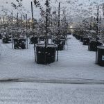 ブルーベリー農園が冬景色