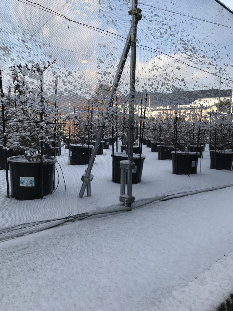 寒さの中の冬景色