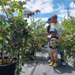 ある暑い日のブルーベリー狩り