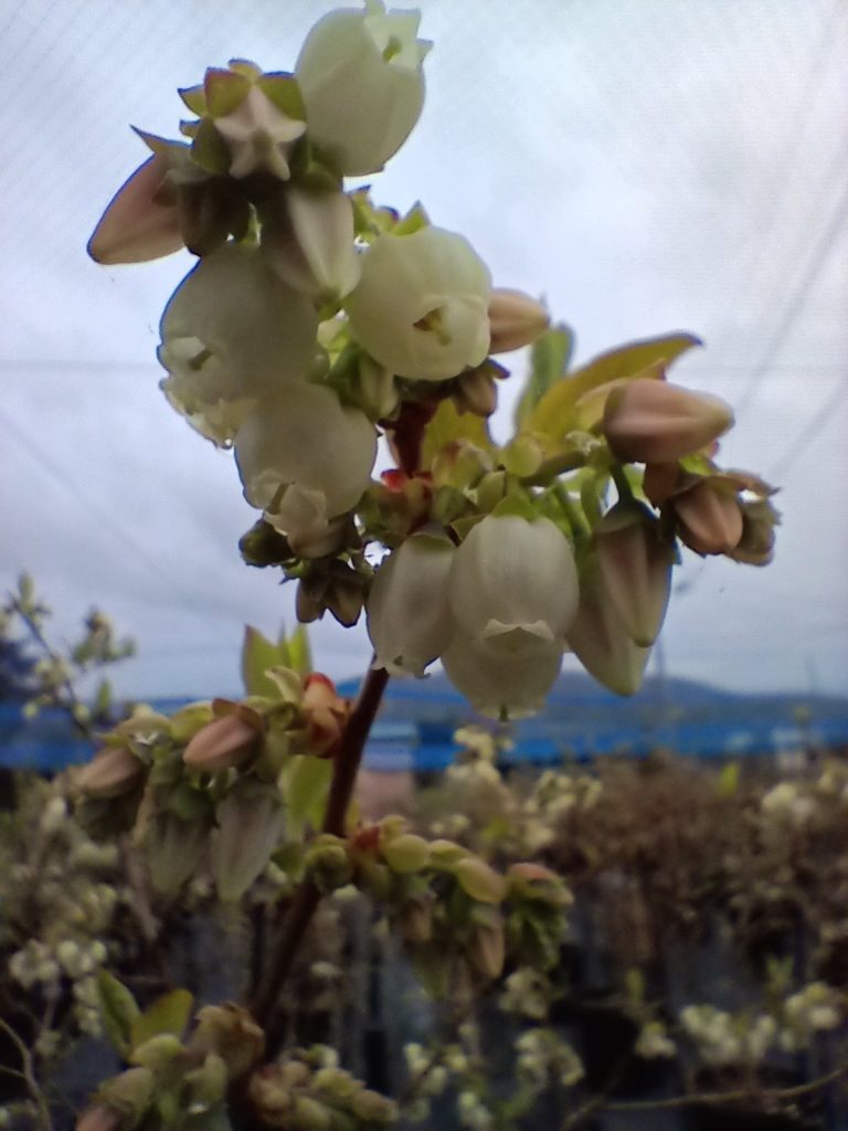 真っ白のブルーベリーの花びら