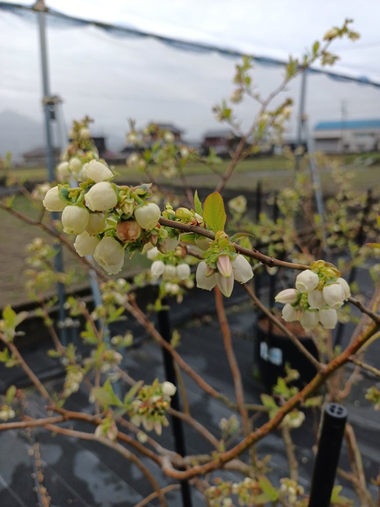 真っ白のブルーベリーの花びら