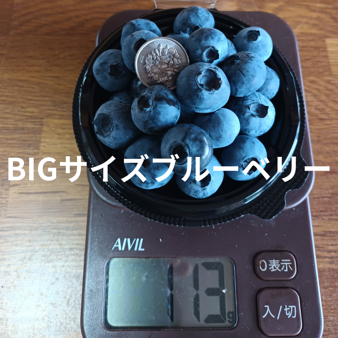 BIGサイズブルーベリー