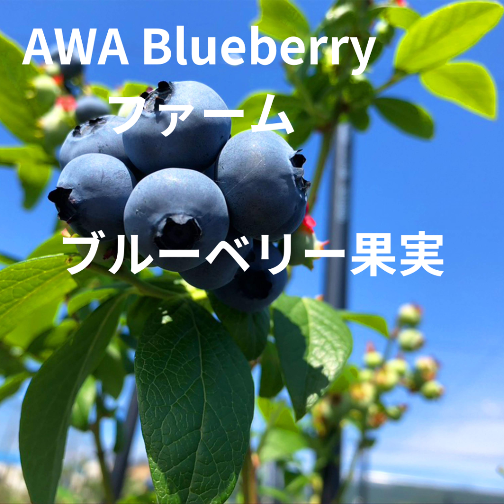 AWA-Bluberryファームのブルーベリー