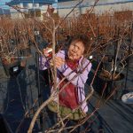 冬剪定開始しました～