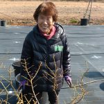 剪定中のガンバルばあちゃん