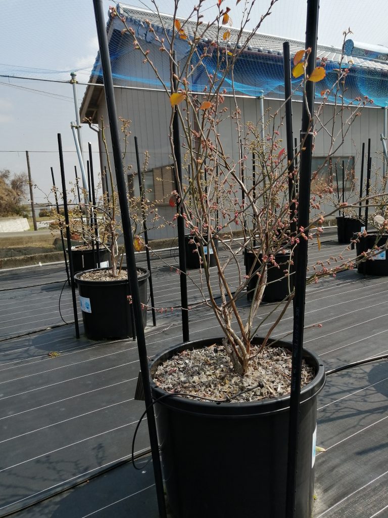 剪定前のポット（植木鉢）のアップ