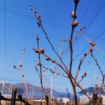 剪定前の花芽のアップ