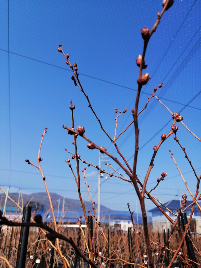 剪定前の花芽のアップ