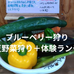 野菜プレゼント