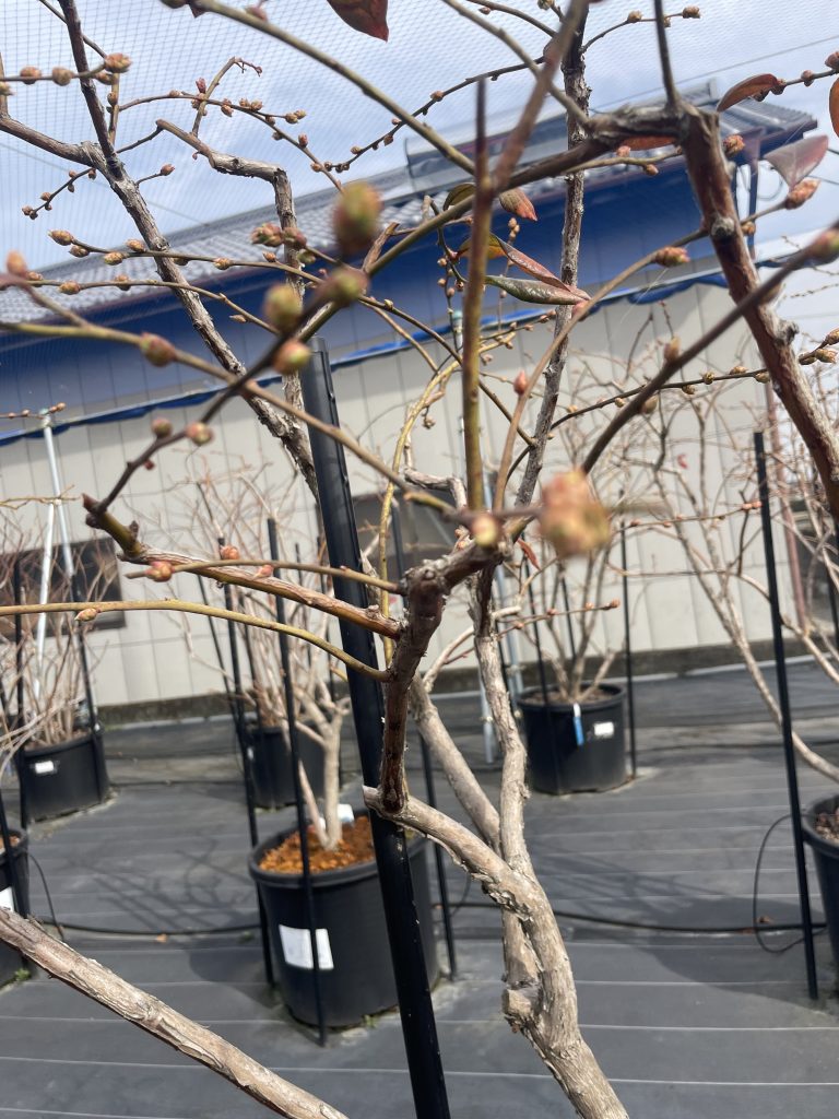 ぷっくり花芽（少しピンボケ）